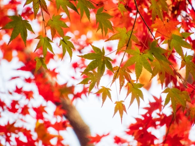 Japanese scenery